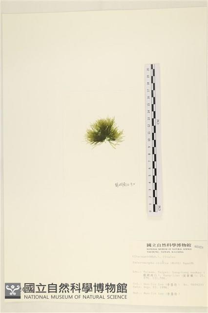多毛滸苔藏品圖，第2張