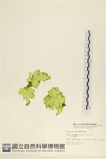 大石蓴, 石蓴藏品圖，第1張