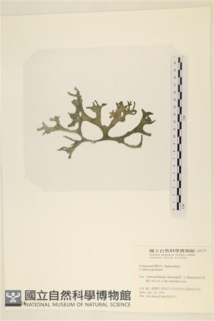 瘤狀水松, 瘤狀松藻藏品圖，第3張