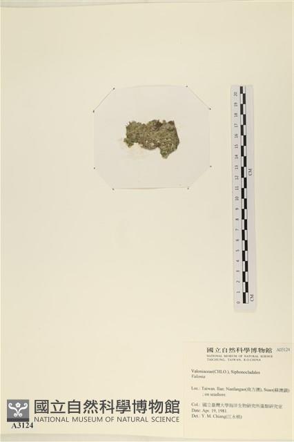 登錄號:A00003124藏品圖，第3張