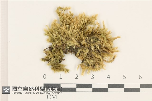 威氏青蘚藏品圖，第1張