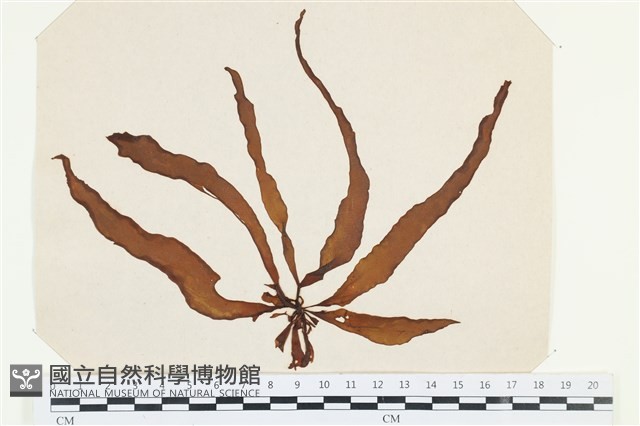 登錄號:A00002524藏品圖，第1張