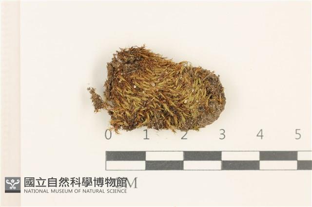 極地真蘚藏品圖，第1張