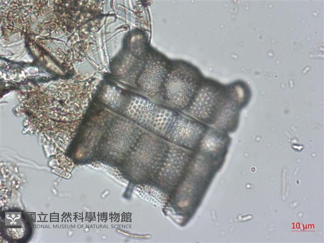登錄號:A00004524藏品圖，第4張