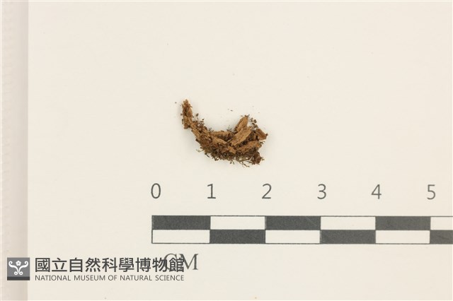 雙齒鞭苔藏品圖，第1張