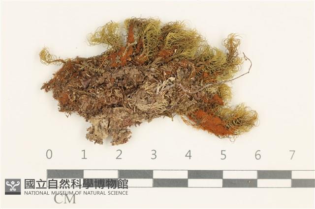 登錄號:B00015524藏品圖，第1張