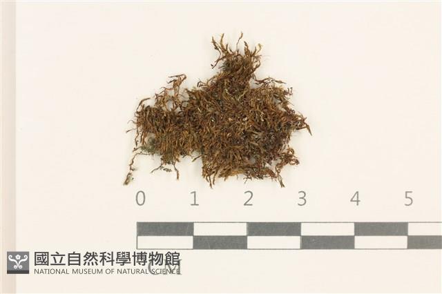 蕊形真蘚藏品圖，第1張