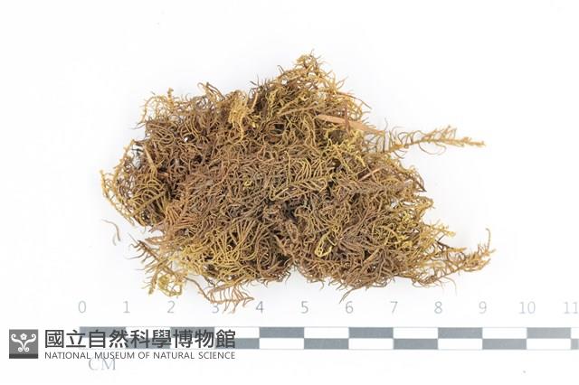 山羽蘚藏品圖，第1張