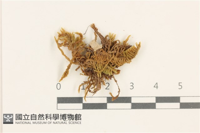 彎葉扁灰蘚藏品圖，第1張