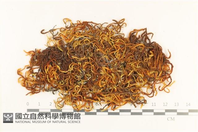 登錄號:B00000524藏品圖，第1張