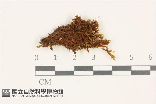 索氏叢本蘚藏品圖，第1張