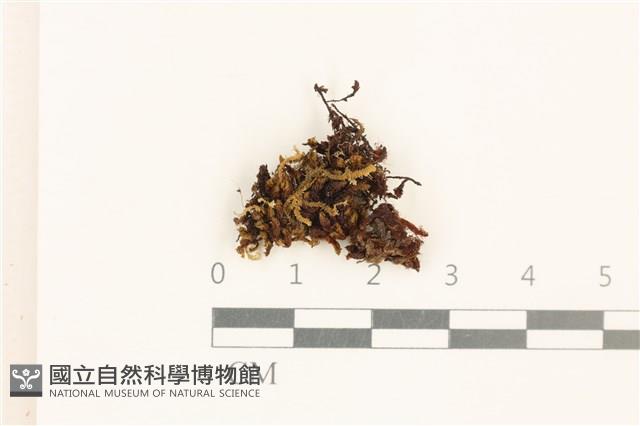 全緣廣萼苔藏品圖，第1張