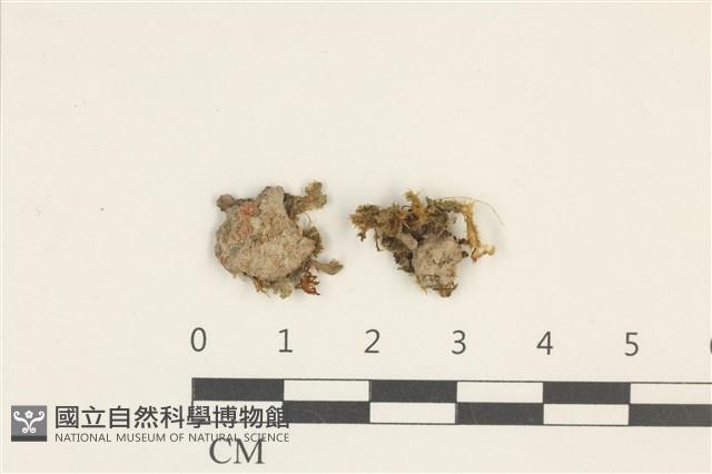 登錄號:B00014424藏品圖，第1張