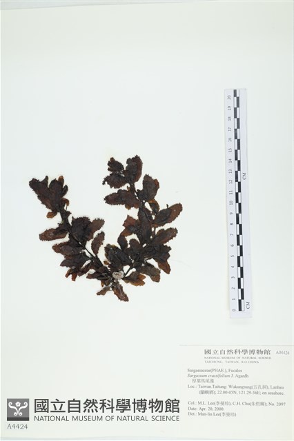 厚葉馬尾藻藏品圖，第1張