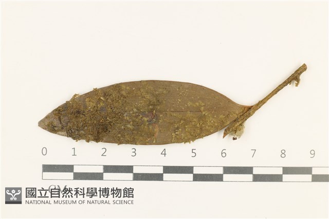 南亞疣鱗苔藏品圖，第1張