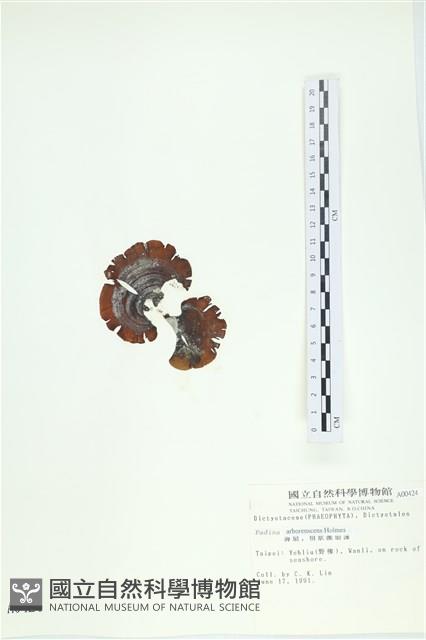 樹狀團扇藻藏品圖，第3張