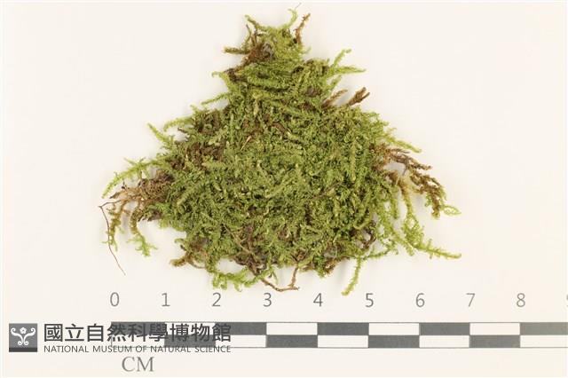 皺葉青蘚藏品圖，第1張