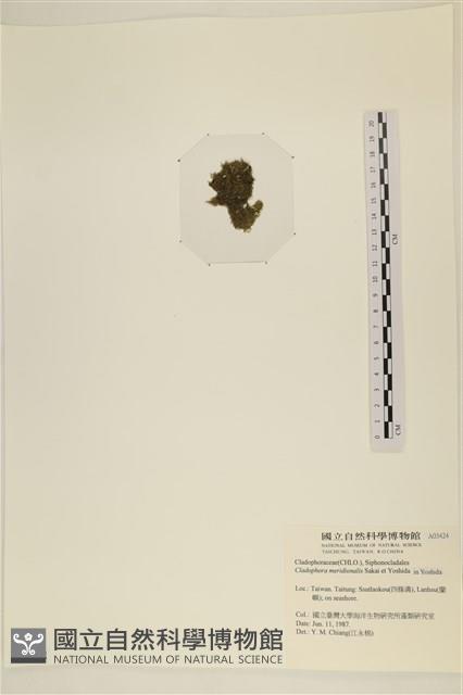 伸展剛毛藻藏品圖，第3張