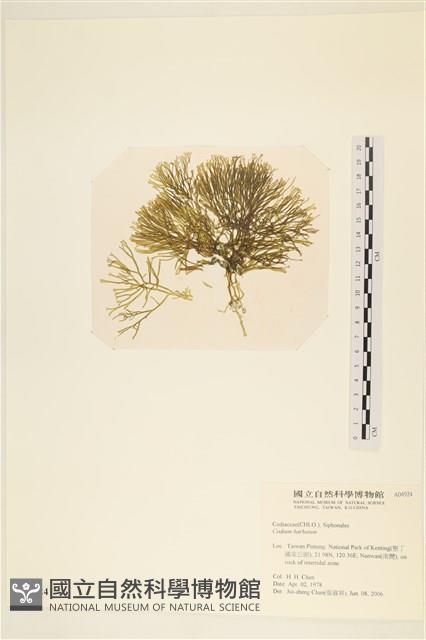 登錄號:A00004924藏品圖，第1張