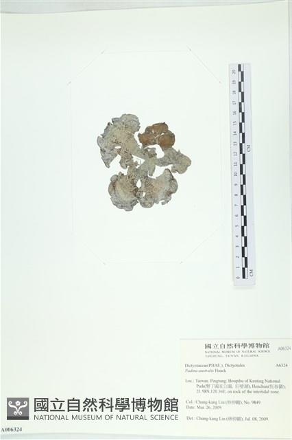 南方團扇藻藏品圖，第3張