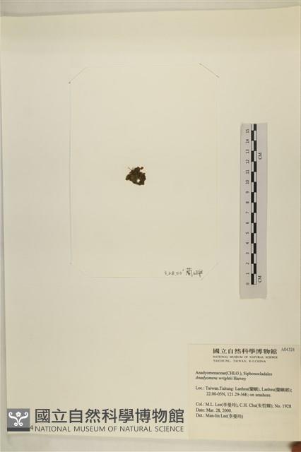 浮網藻, 肋葉藻藏品圖，第3張
