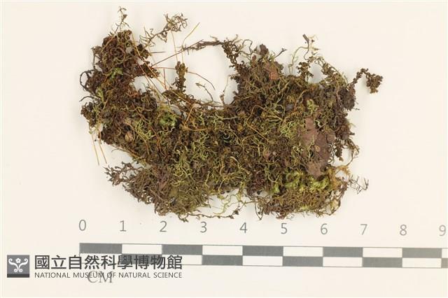 仙鶴蘚藏品圖，第1張