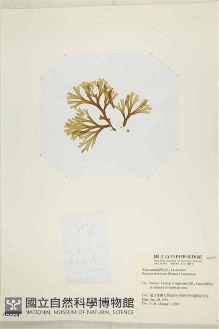 網目藻藏品圖，第3張