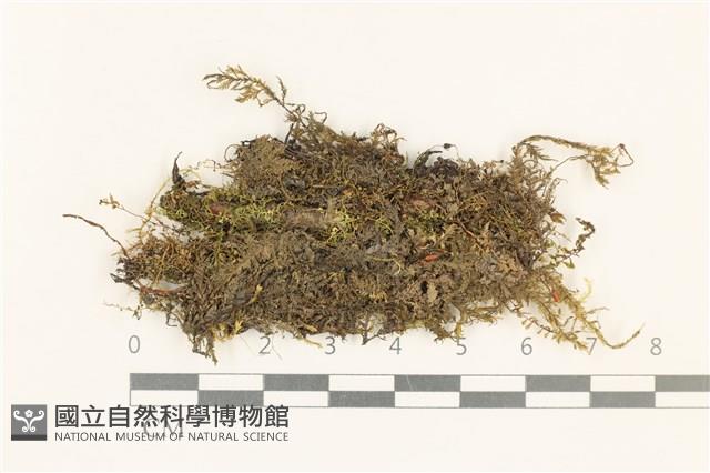 粗齒雉尾蘚藏品圖，第1張