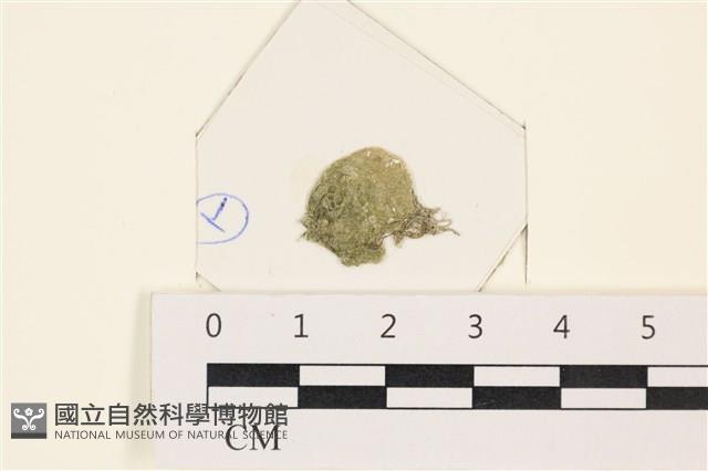 網球藻藏品圖，第1張