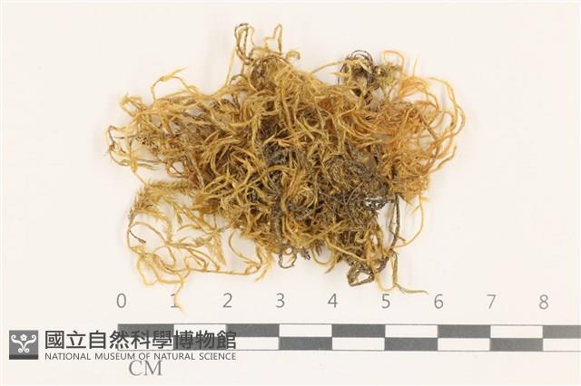 登錄號:B00004724藏品圖，第1張