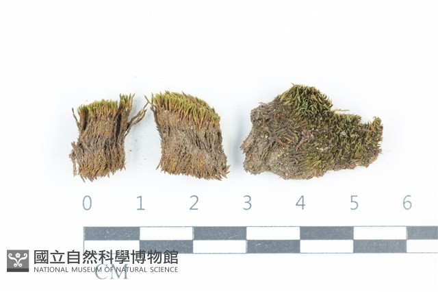 登錄號:B00021724藏品圖，第1張