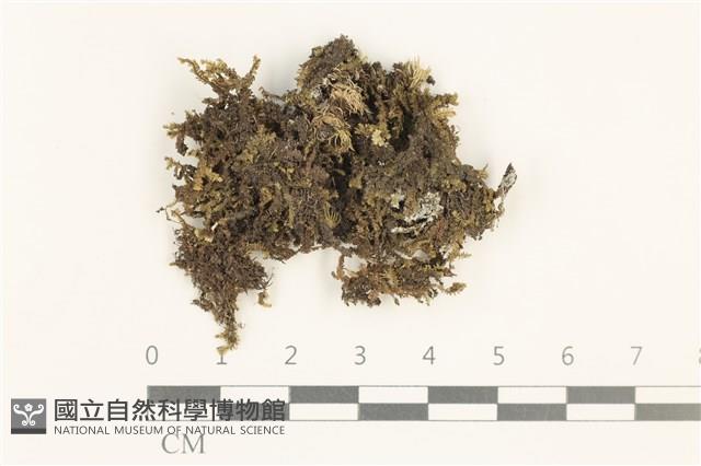 鞭苔,三裂鞭苔藏品圖，第1張