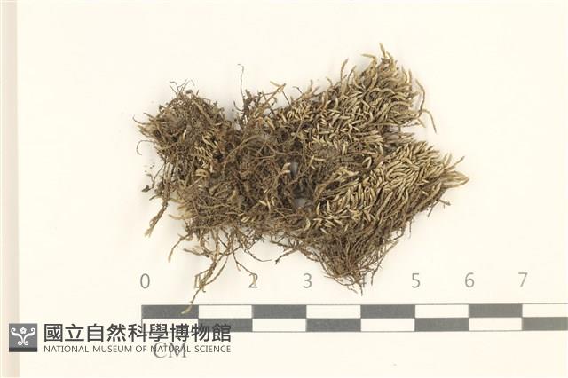 真蘚藏品圖，第1張