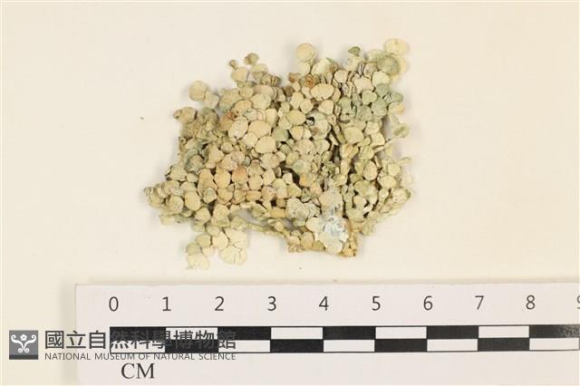 仙掌藻, 海仙人掌藏品圖，第1張