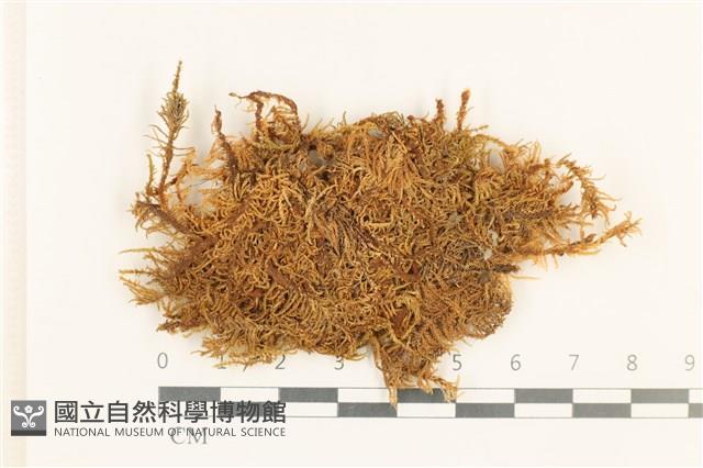 登錄號:B00009674藏品圖，第1張