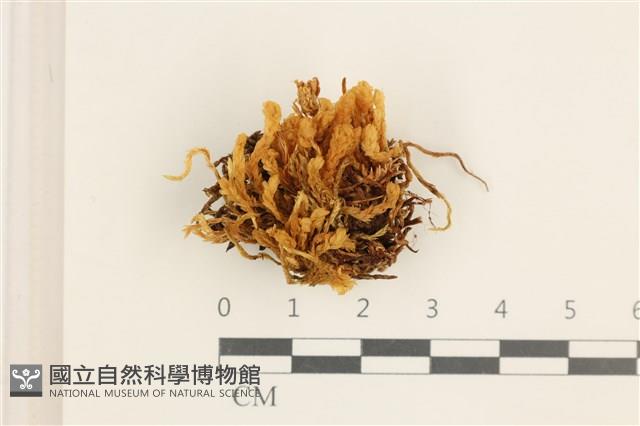 登錄號:B00016674藏品圖，第1張