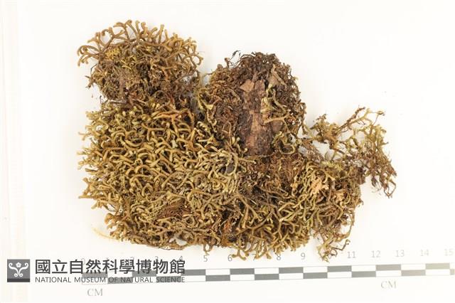 鞭苔,三裂鞭苔藏品圖，第1張