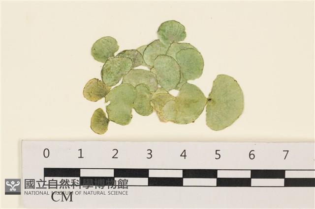 盤狀仙掌藻藏品圖，第1張