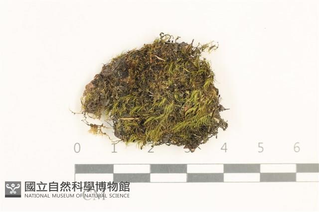 脆枝曲柄蘚藏品圖，第1張