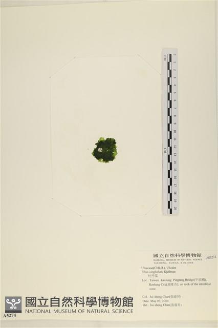 茶花石蓴, 牡丹菜藏品圖，第3張