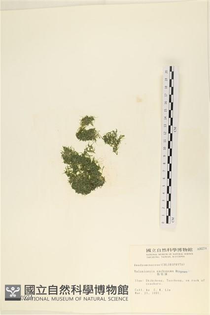 指枝藻藏品圖，第1張