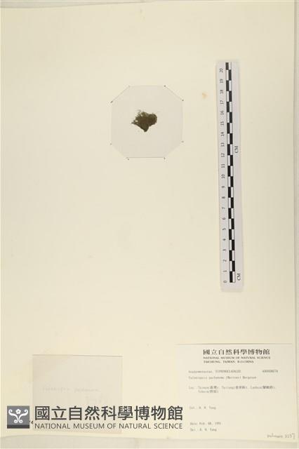 指枝藻藏品圖，第3張