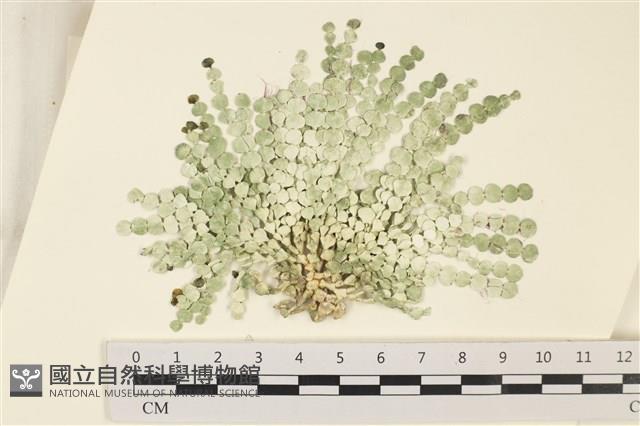 盤狀仙掌藻藏品圖，第1張