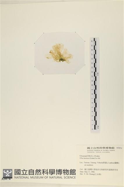 大石蓴, 石蓴藏品圖，第3張