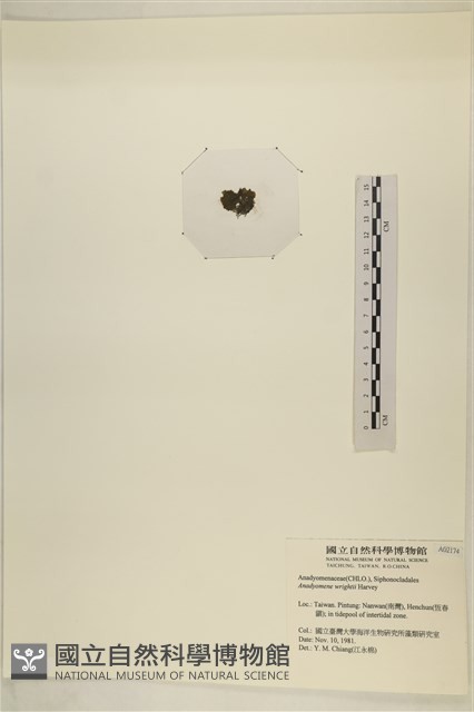 浮網藻, 肋葉藻藏品圖，第3張