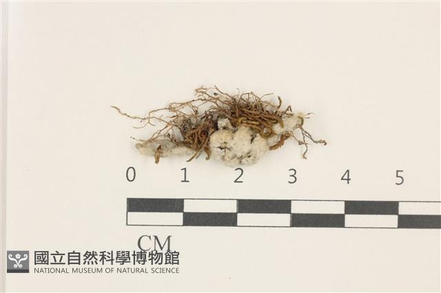 狹葉扭口蘚藏品圖，第1張