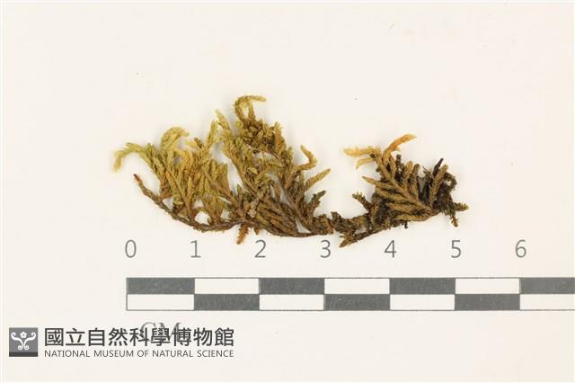 蔓枝蘚藏品圖，第1張