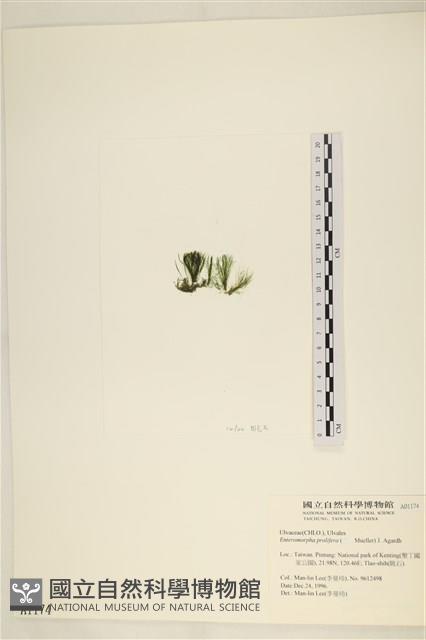 筋條石髮藏品圖，第3張