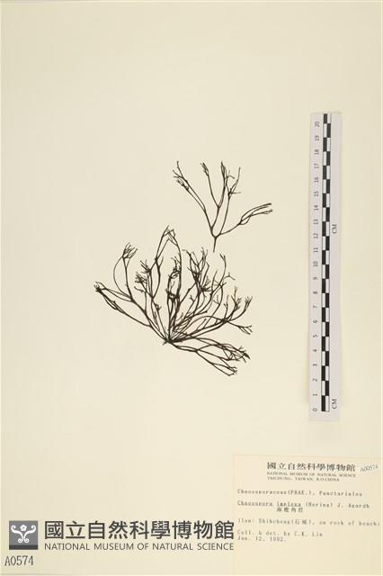 海鹿角苔藏品圖，第1張