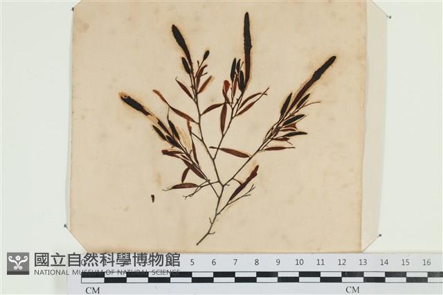 登錄號:A00003574藏品圖，第1張